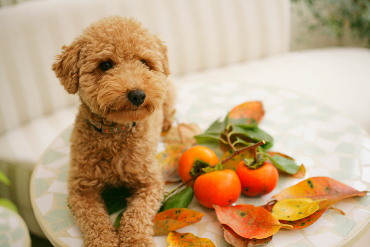 犬 柿