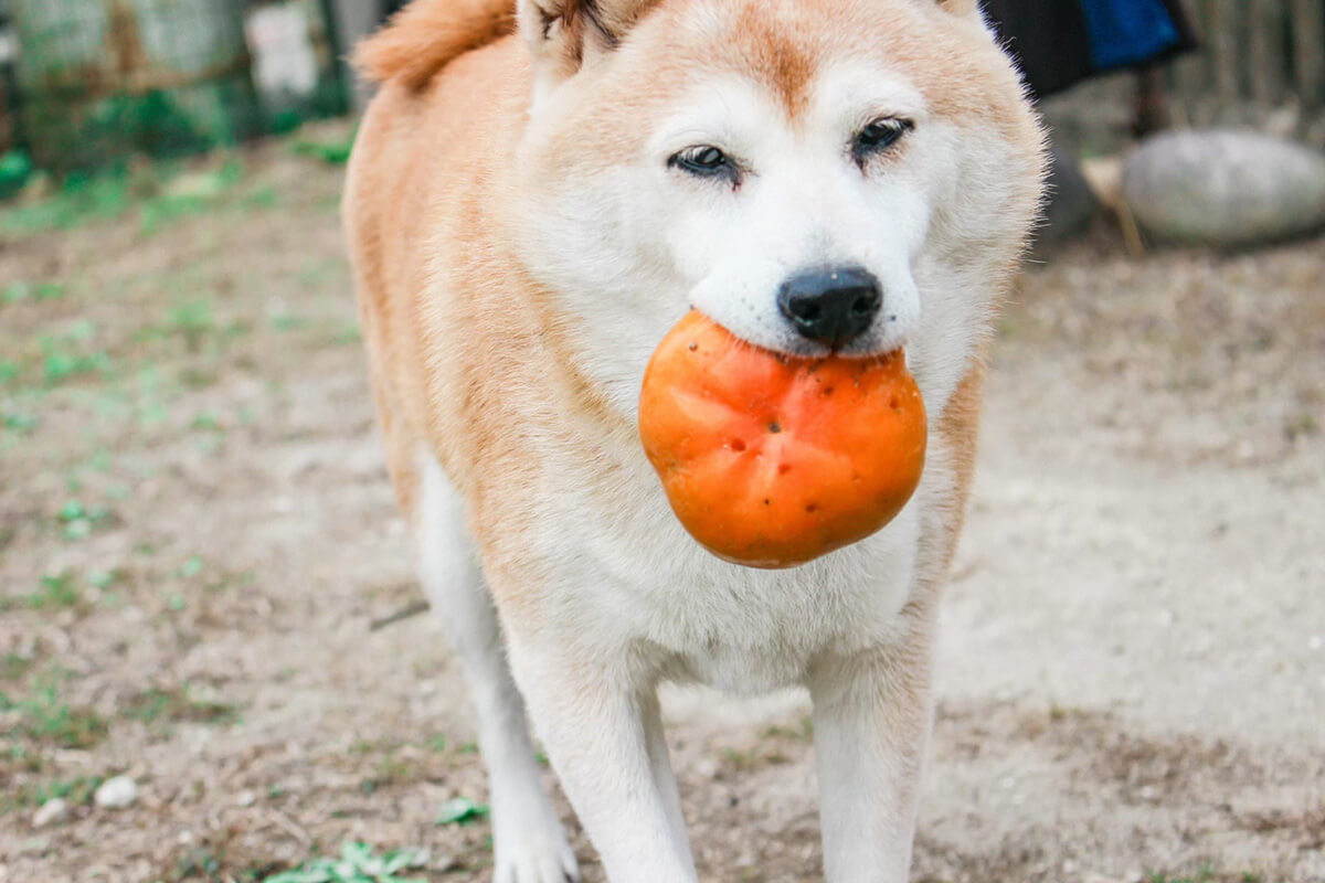 犬 柿