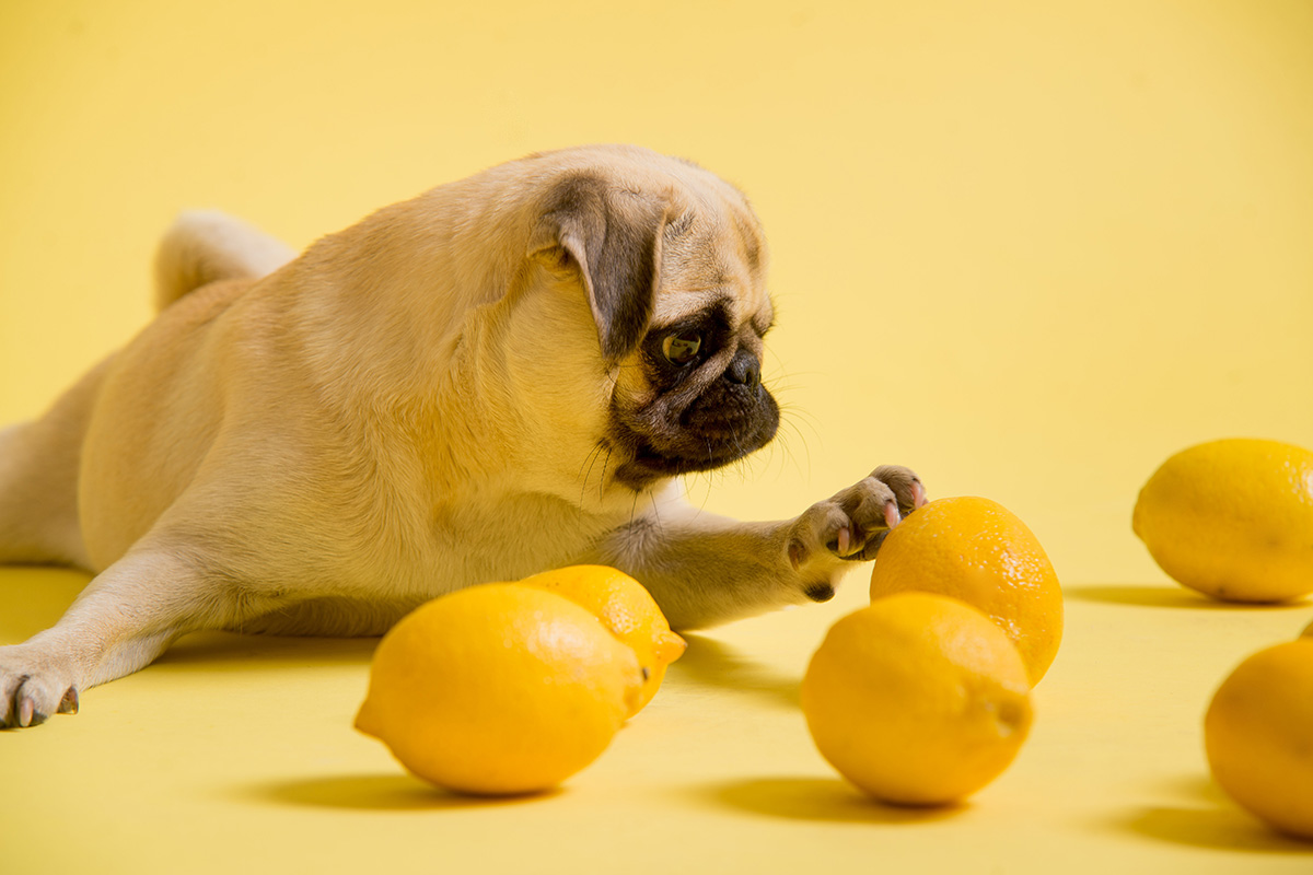 犬 レモン