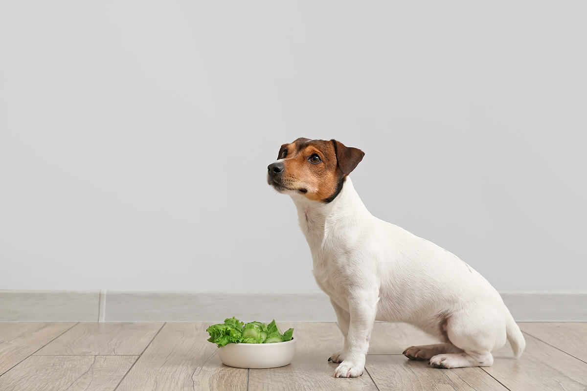 犬 レタス