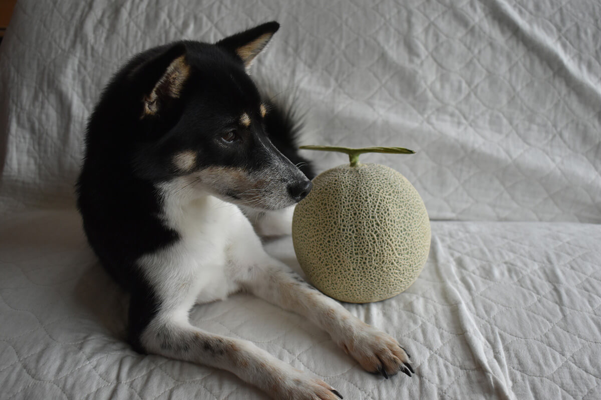 犬はメロンを食べても大丈夫