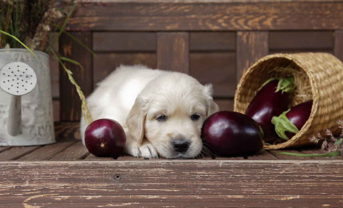 【獣医師監修】犬にナスを与えても大丈夫？食べてもよい適量と注意点を解説