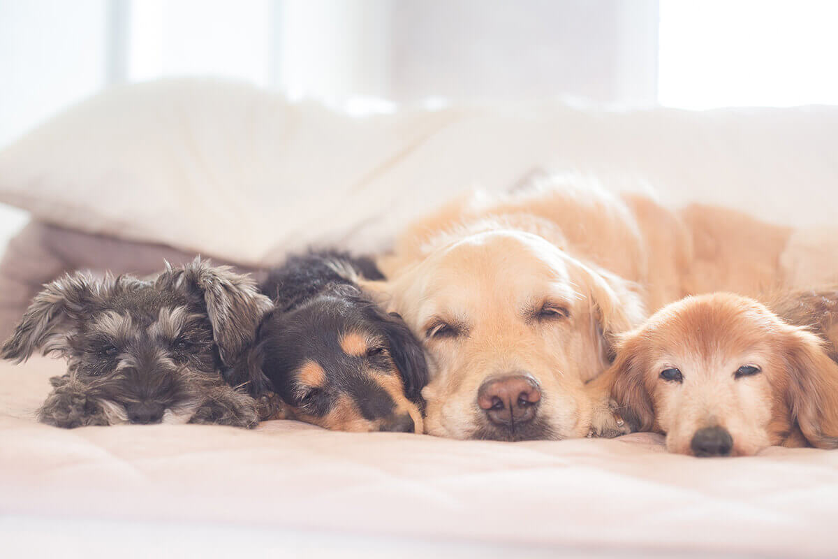 犬が食べてはいけない果物