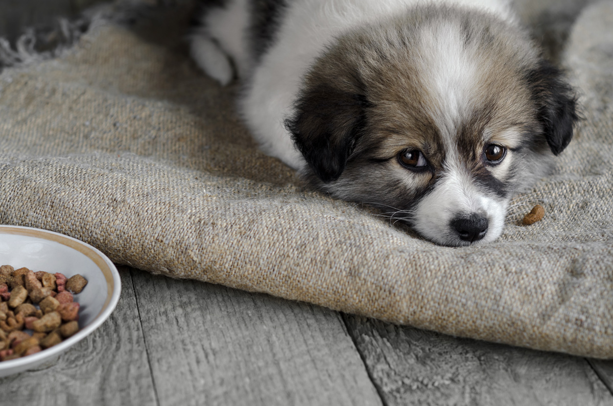 【獣医師監修】子犬がごはんを食べない！原因と対処法、どんなフードがおすすめ？