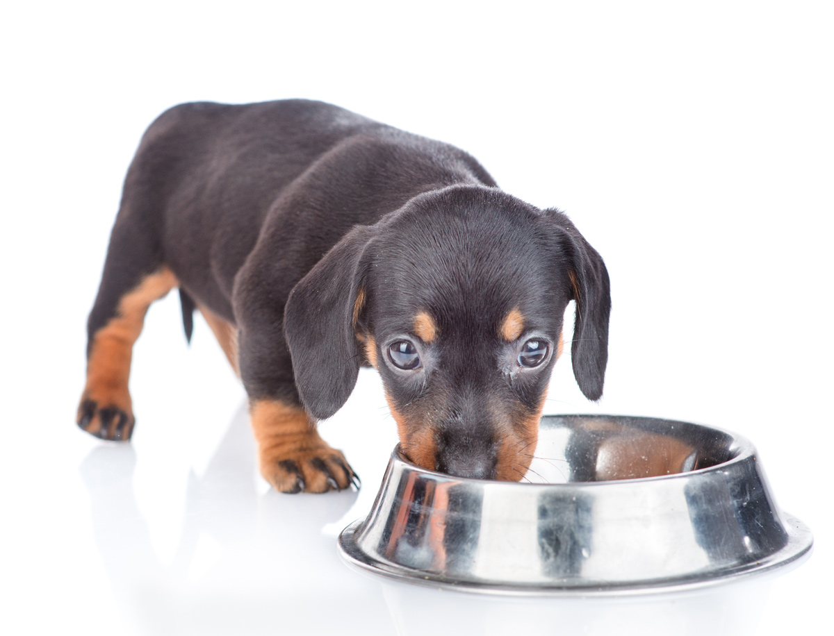 子犬に大事な栄養素は？どんなフードがおすすめ？
