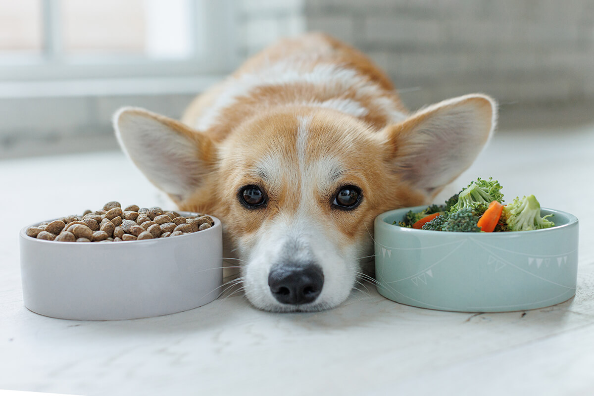 犬が食べてもいいもの