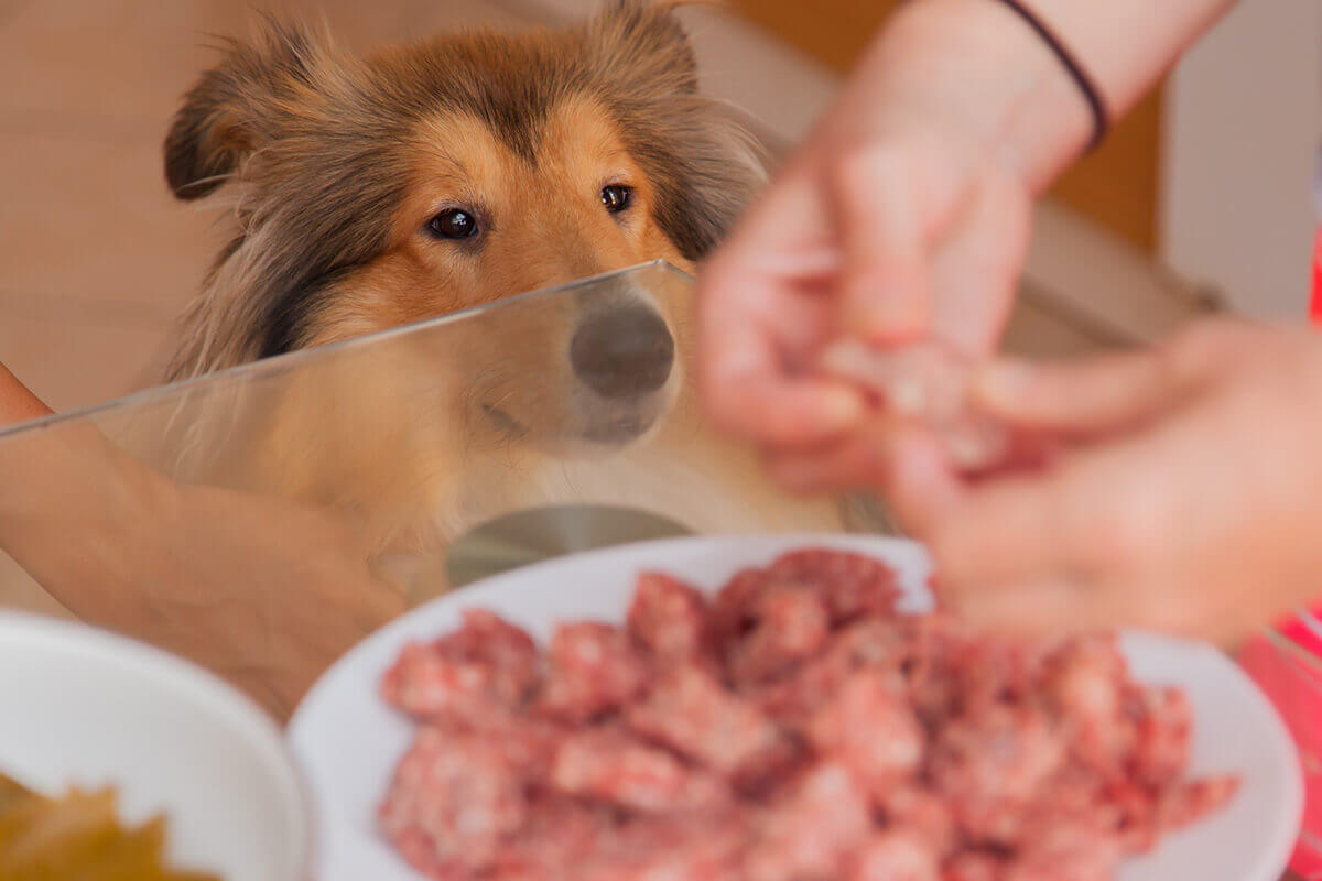 犬に与えても大丈夫な生肉