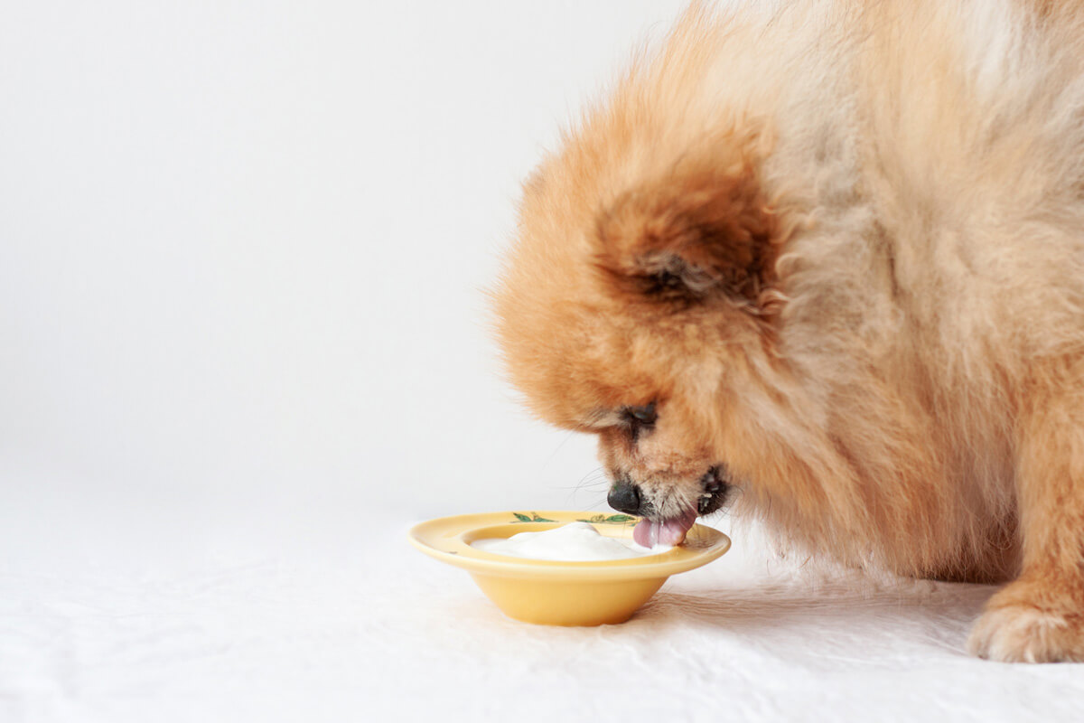 犬に与えても大丈夫な乳製品