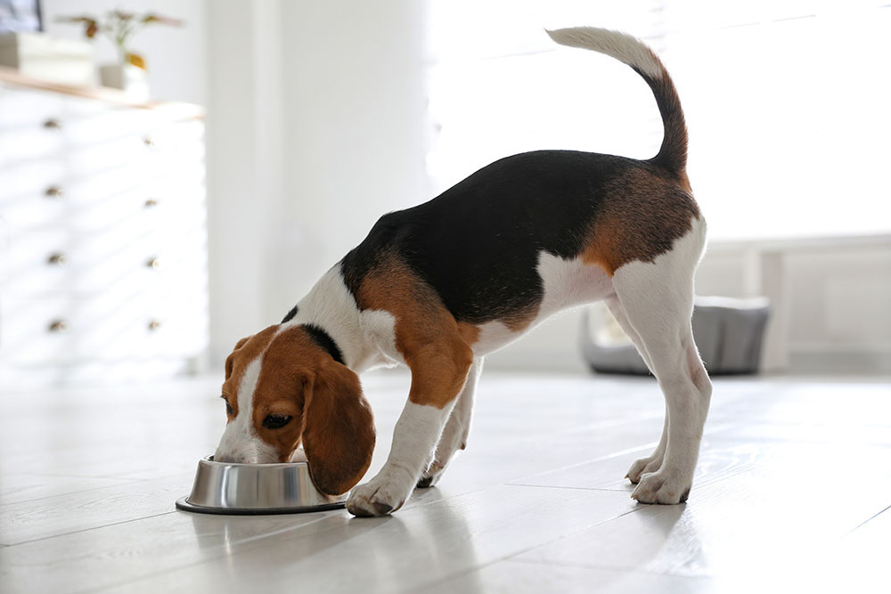 犬はオクラを食べても大丈夫