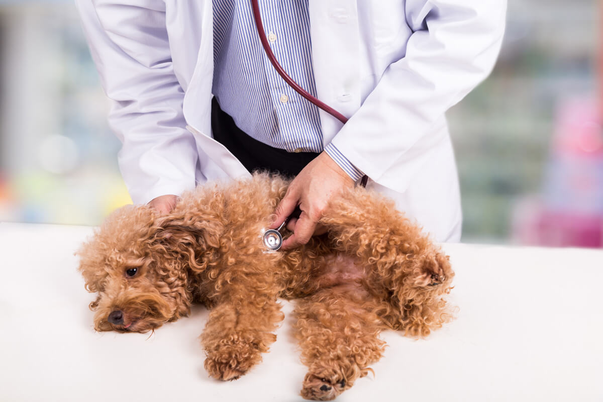 犬がたまねぎを食べてしまった時に起こり得る中毒症状