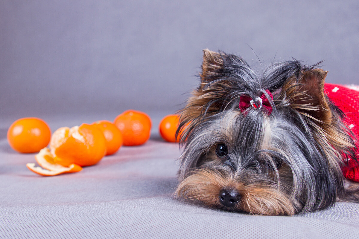 犬にみかんを与える際の注意点