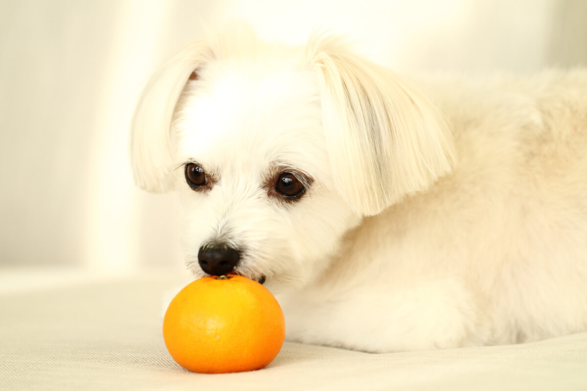 みかんは、犬のおやつ程度に