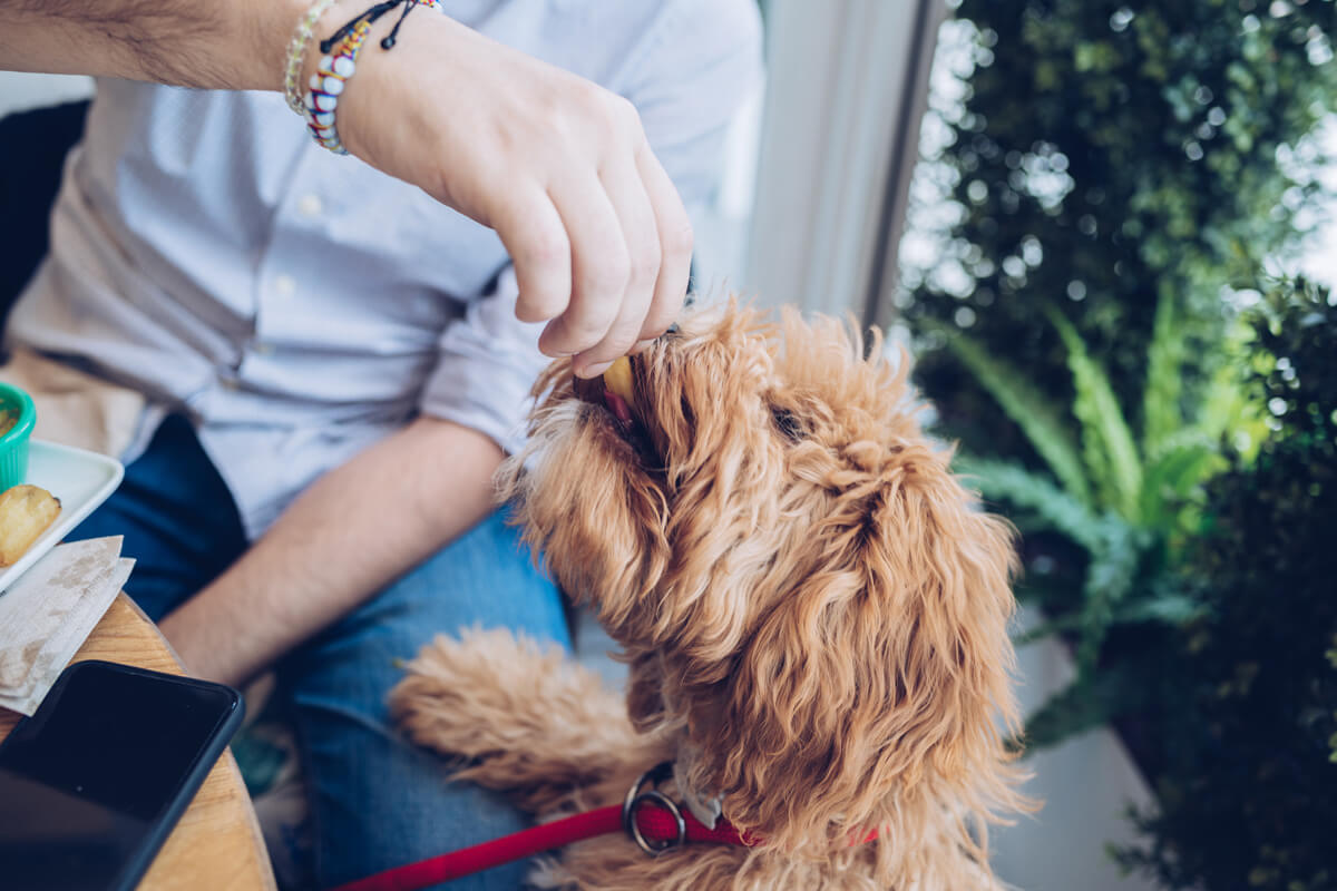 犬 じゃがいも