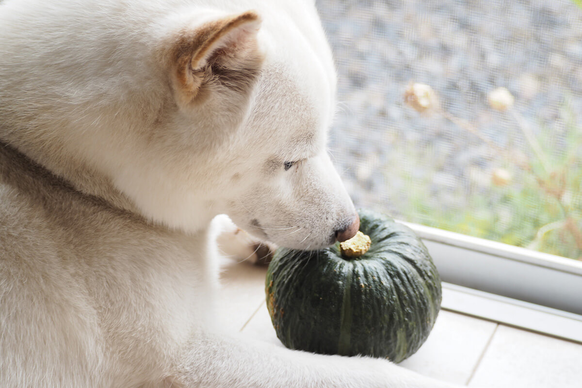 犬 かぼちゃ 栄養素