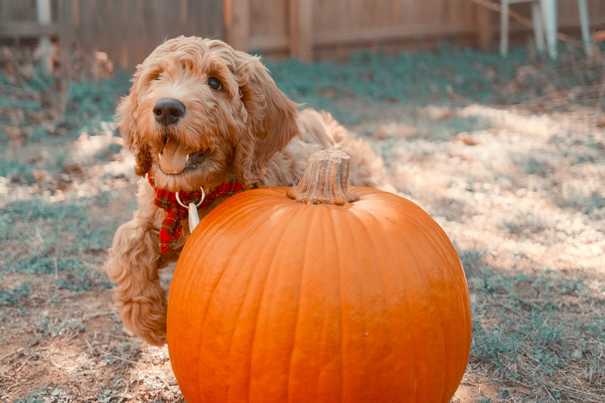 犬 かぼちゃ