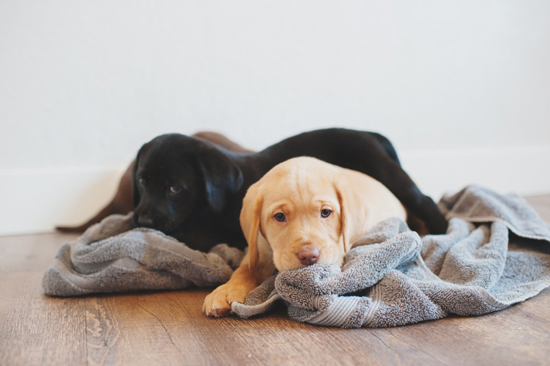 ランニング 犬 何歳