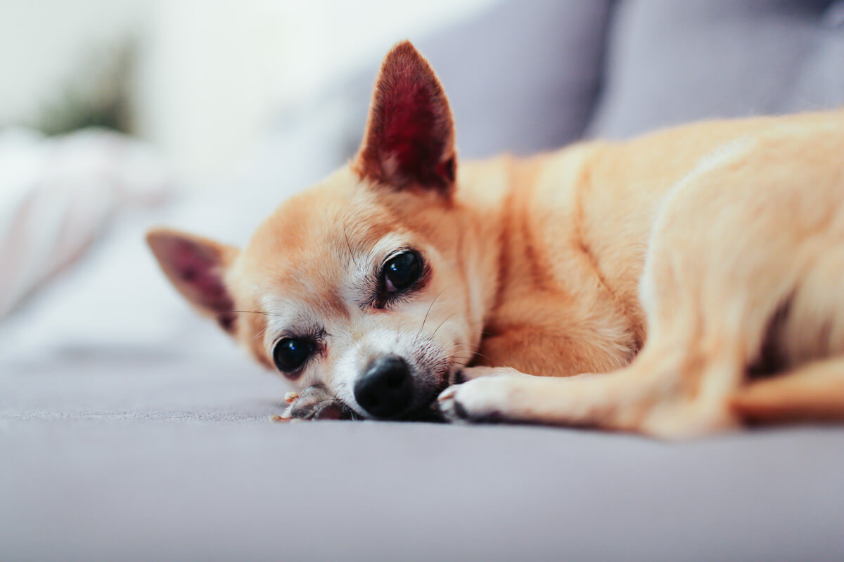 犬 刺身