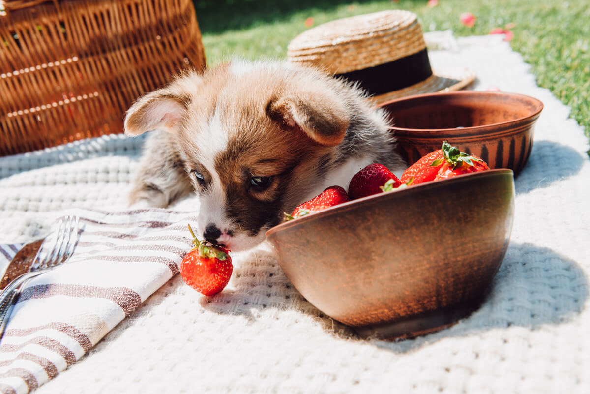 犬 いちご 食べる