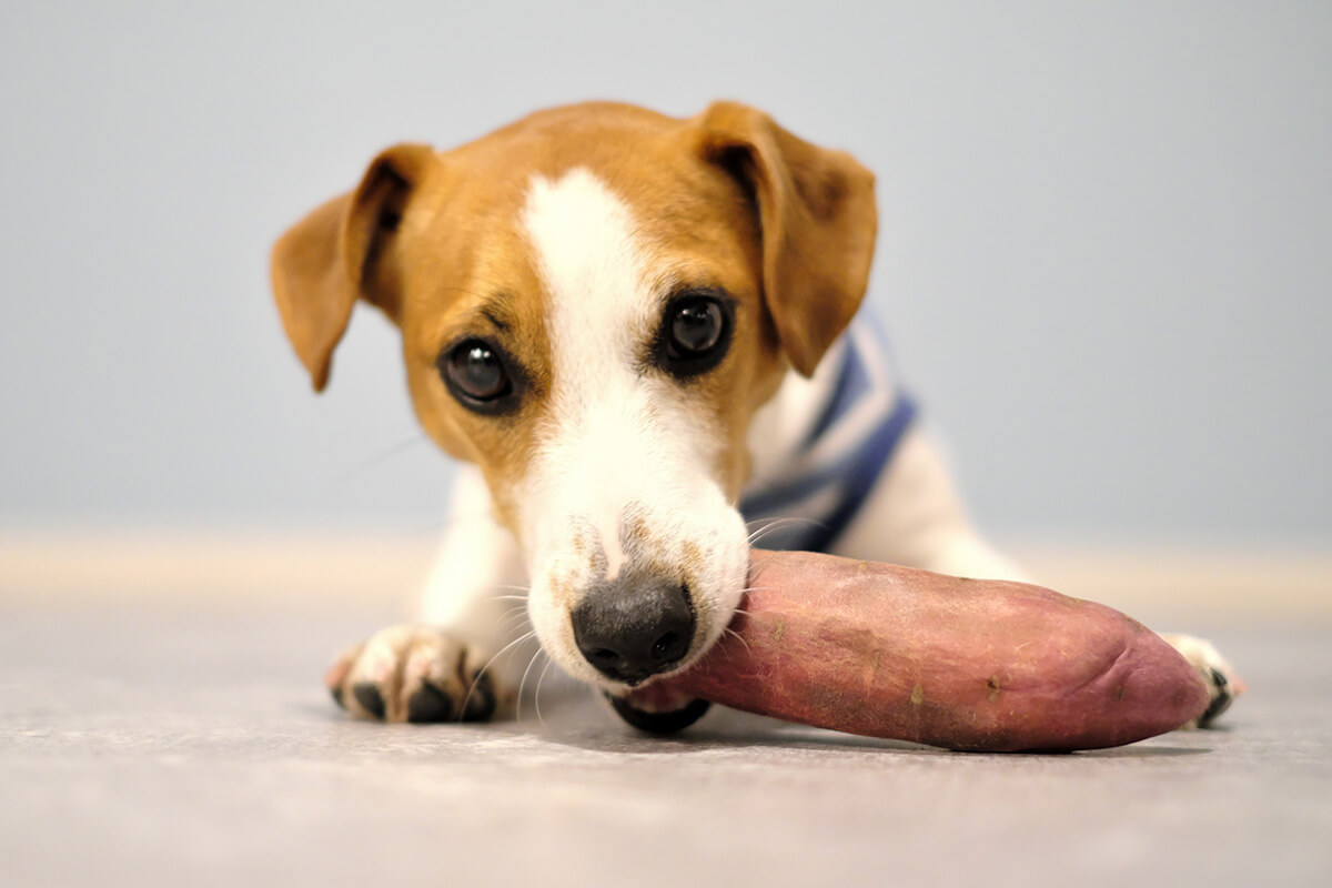 犬　さつまいも