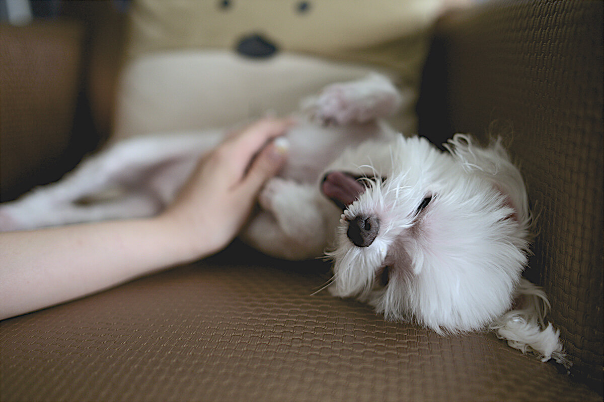 犬 さつまいも