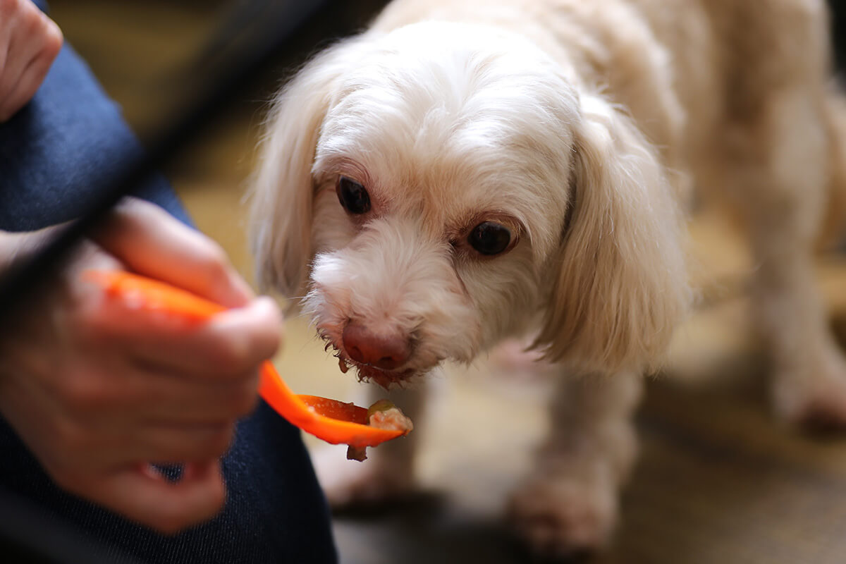 犬 涙やけ