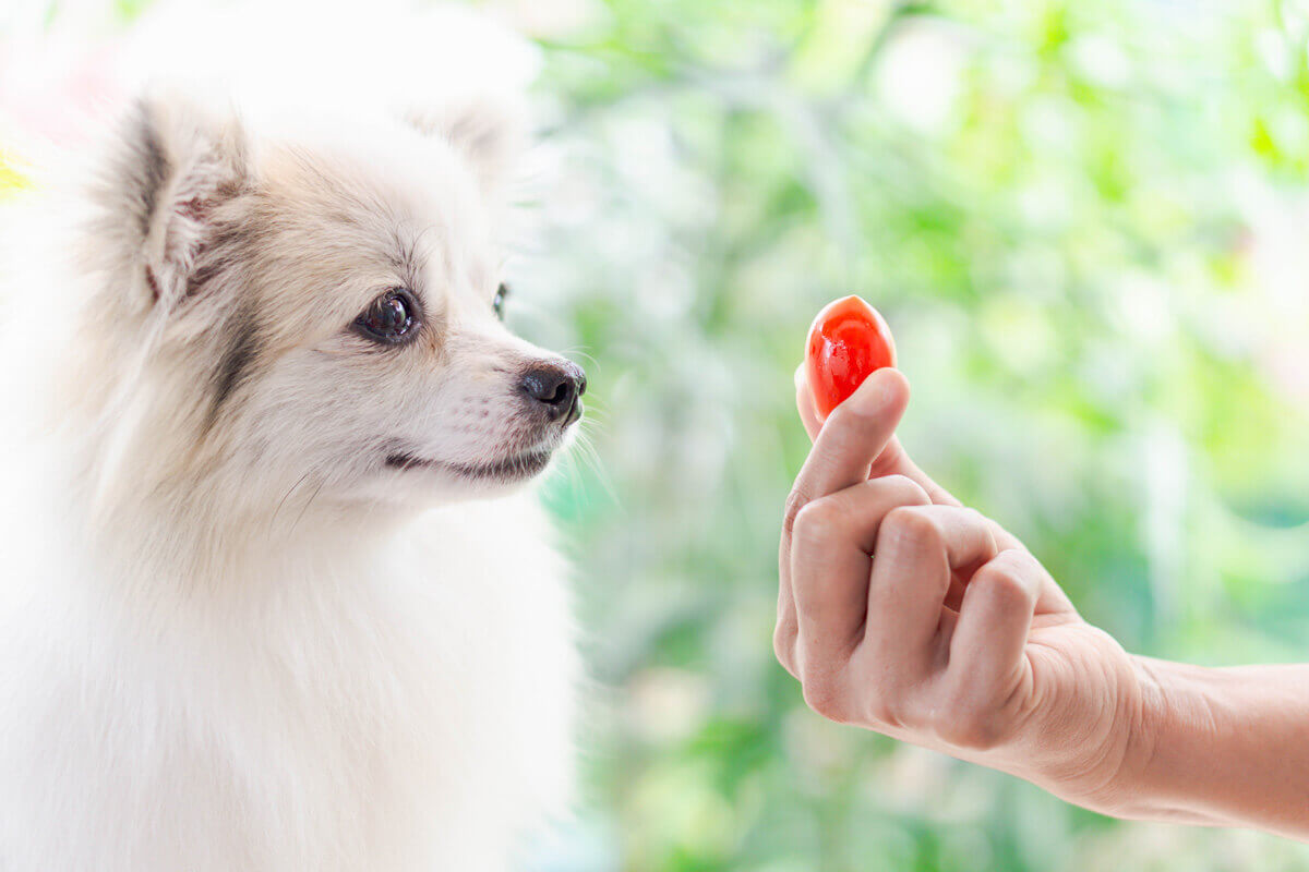 犬 トマト