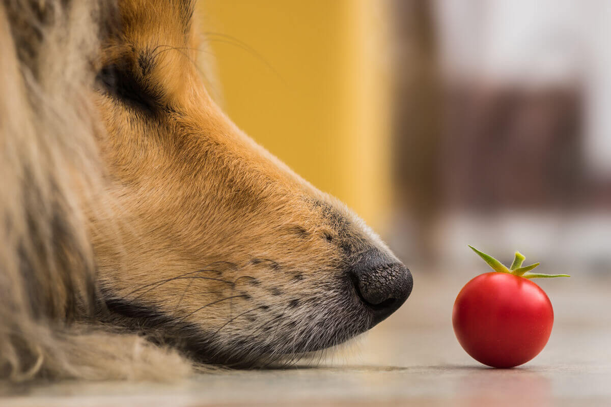 犬 トマト