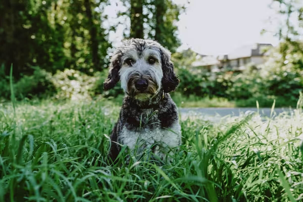 犬 植物