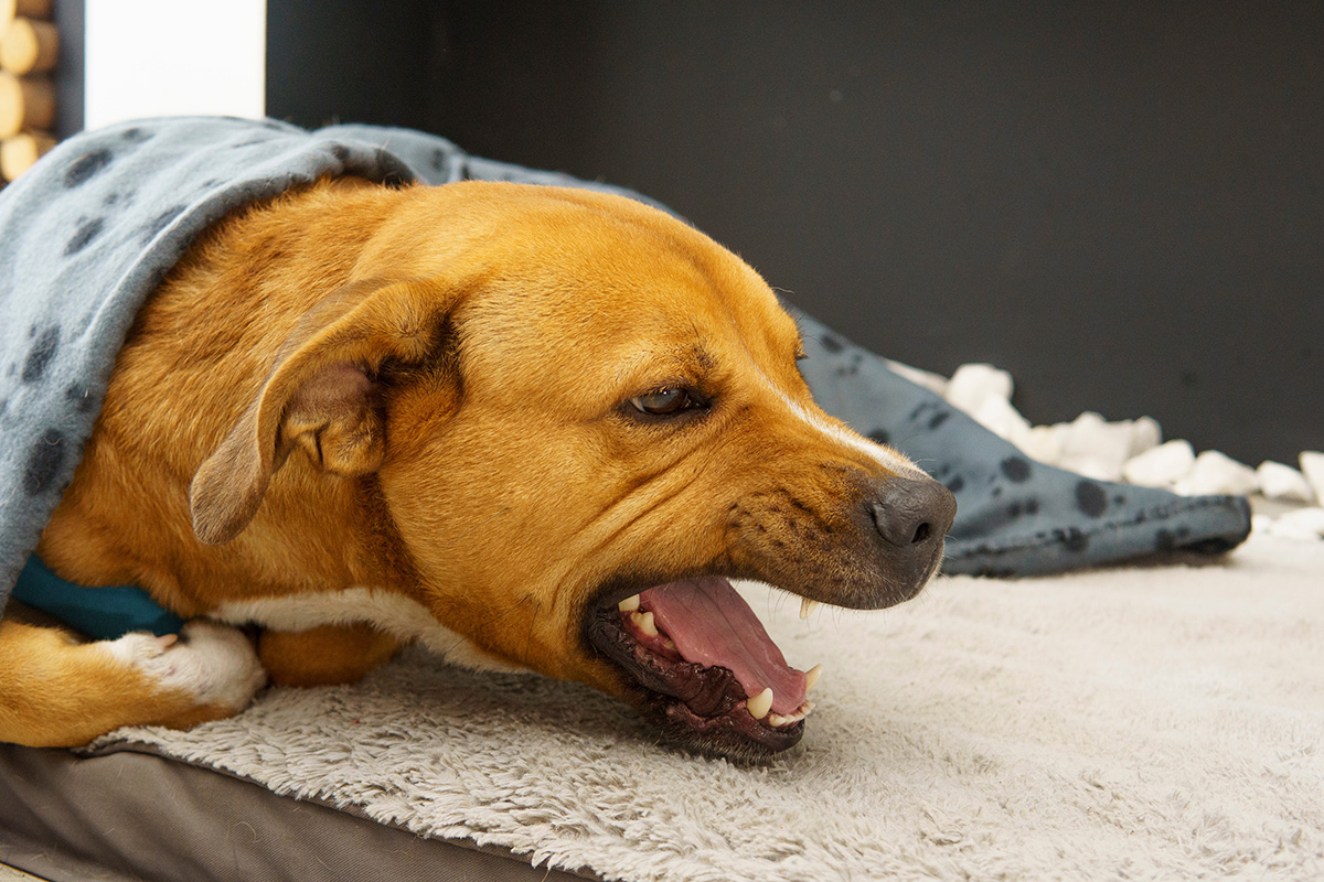 【獣医師監修】犬が気管虚脱かも？症状や日常生活で気をつけたいポイントを解説