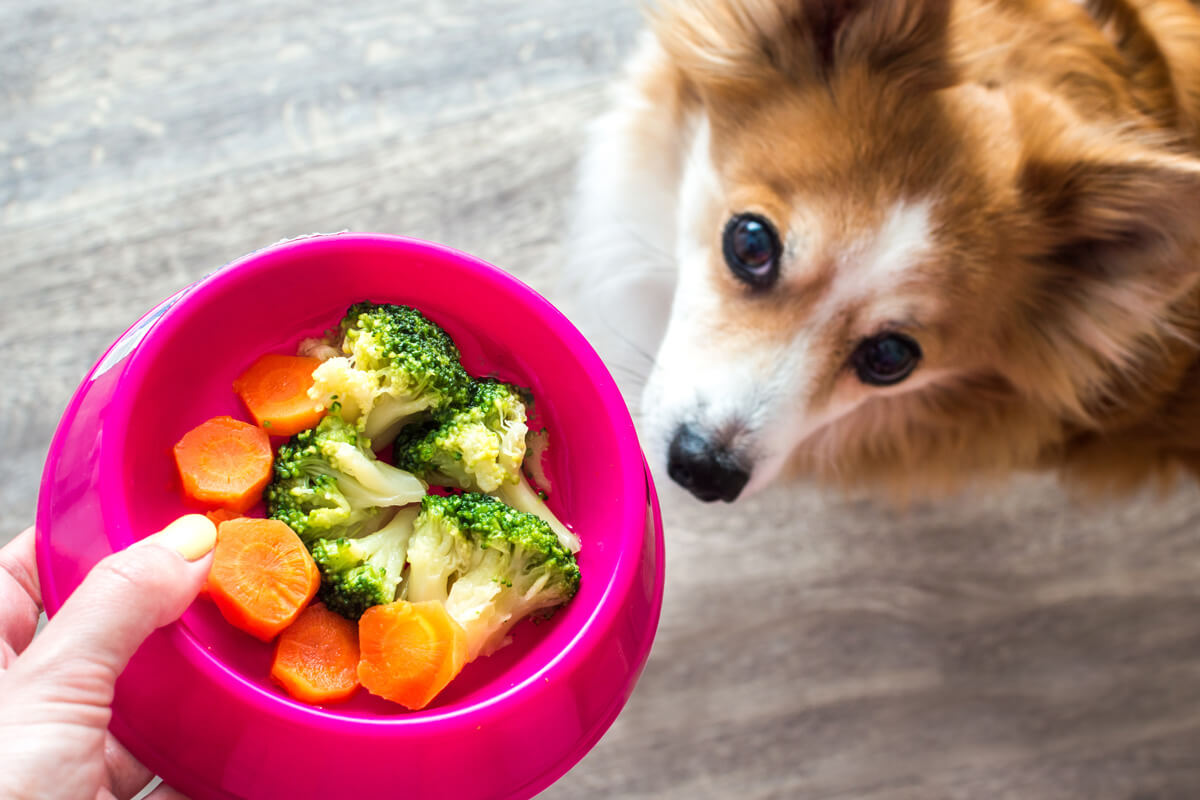 犬 野菜