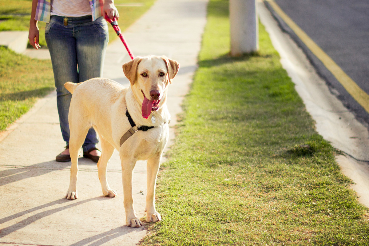 【獣医師監修】お散歩も犬の大事な健康管理！意外と知らない？時間や距離・頻度のポイントを解説