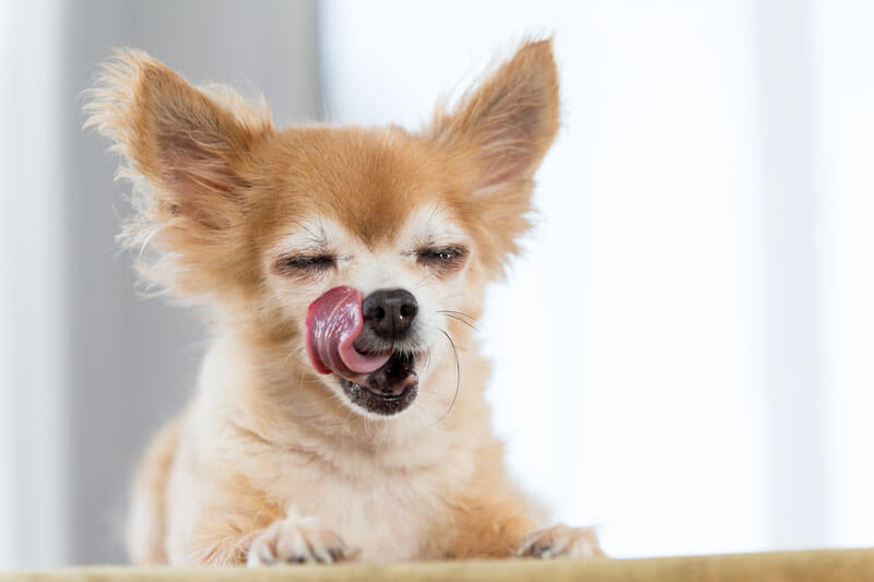 犬 ヨーグルト