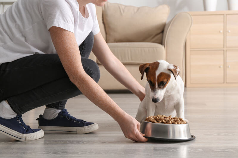 犬を飼う意味と目的