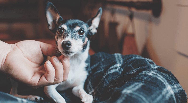 犬 しぐさ