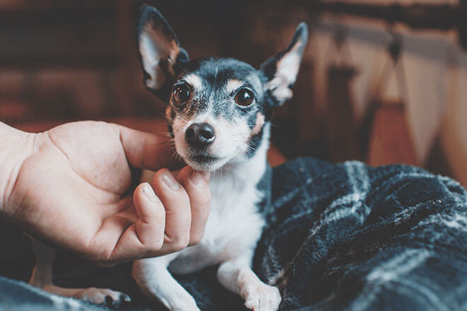 犬 しぐさ