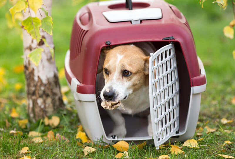 犬 クレートトレーニング