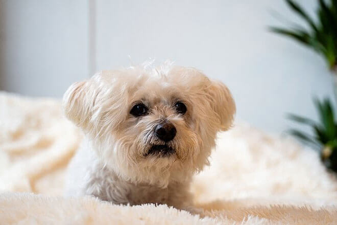 犬 食物アレルギー・食物不耐症