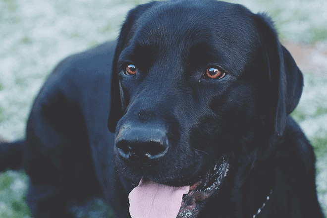 良い「近所の犬」