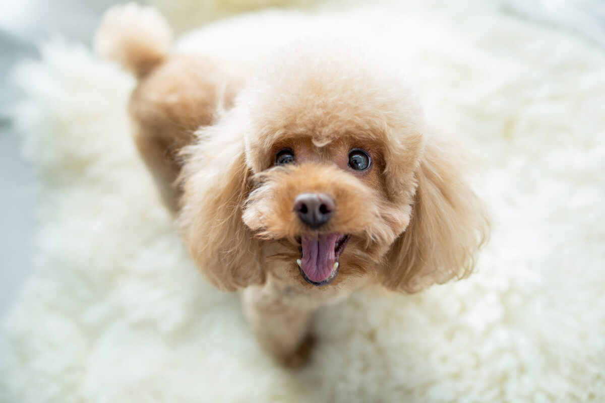 子犬 なんでも噛む