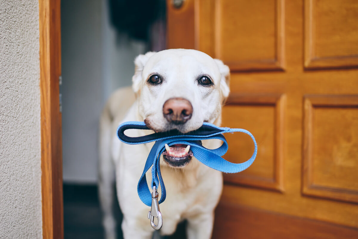 子犬 なんでも噛む