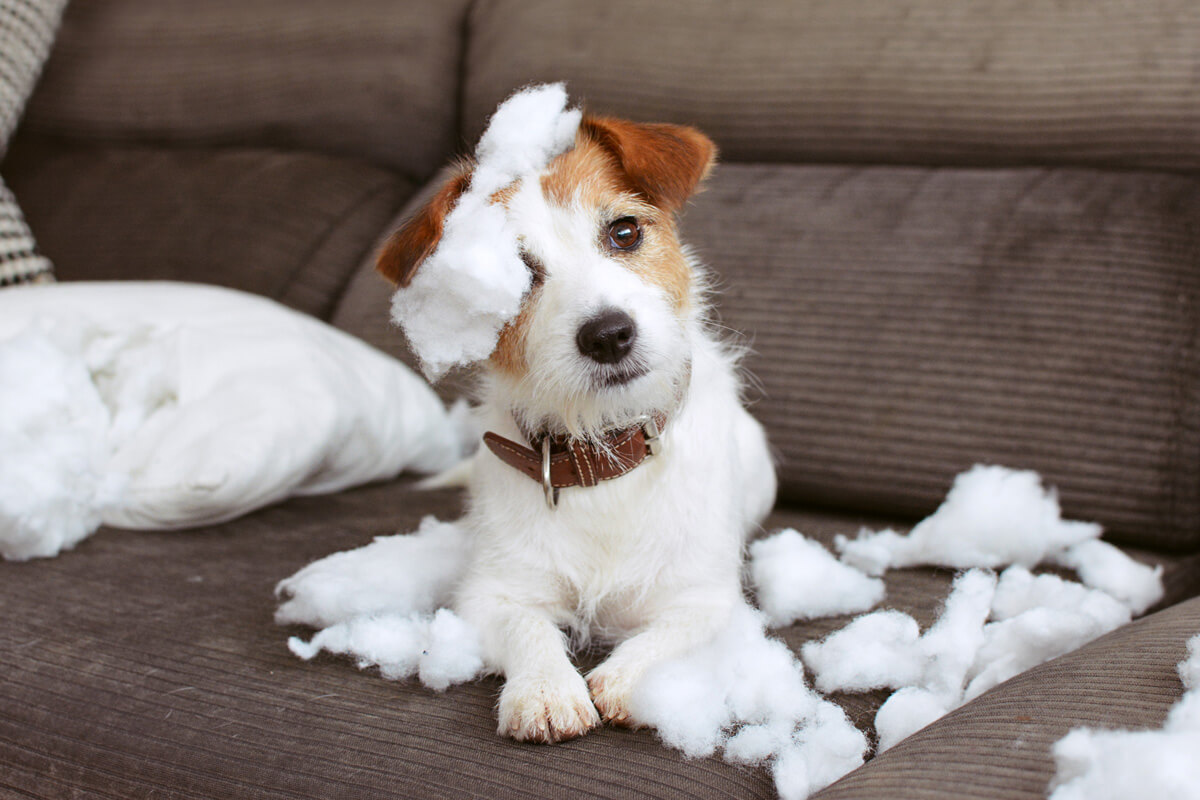 子犬 なんでも噛む