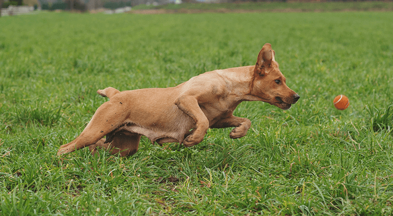 近所 犬