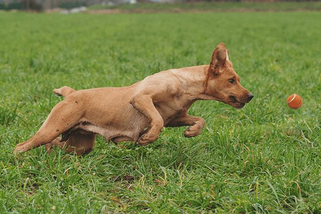 犬 関節ケア