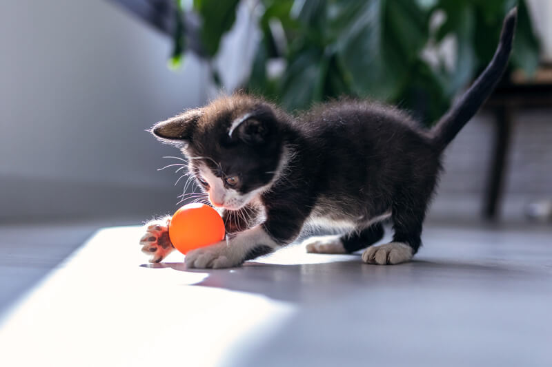 子猫用のおもちゃ