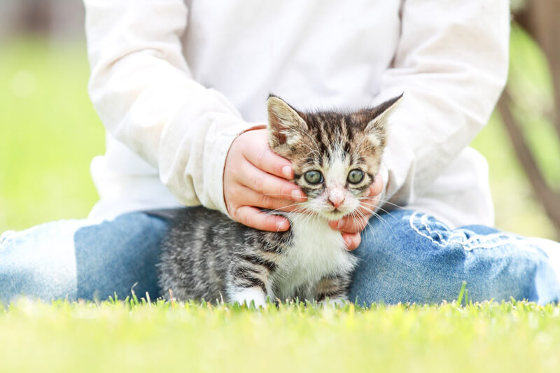 子猫 社交性