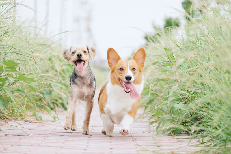 犬の多頭飼い