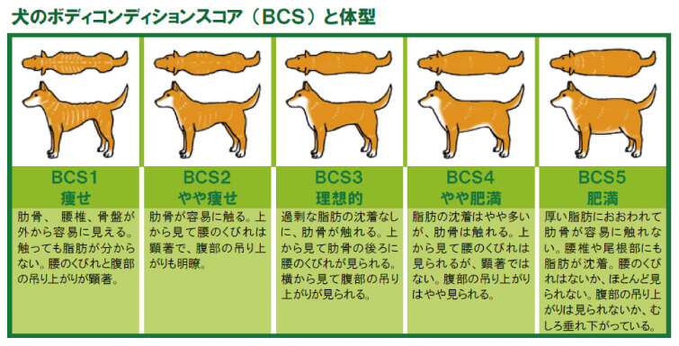 ボディーコンディションスコア 犬