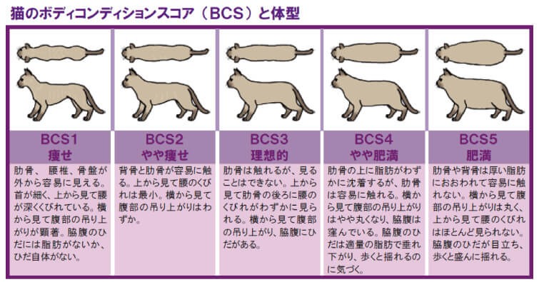 ボディーコンディションスコア　猫