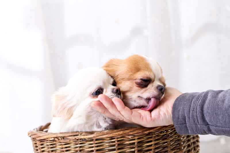 おやつ 犬 スキンシップ