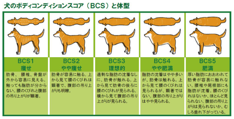 犬 ボディコンディションスコア